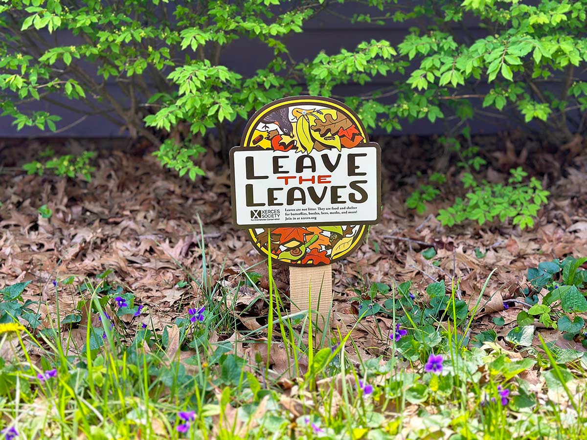 A “Leave the Leaves” yard sign stands in front of a bed of fallen leaves that have survived the winter intact. Now that it is spring, violets are blooming in the foreground.
