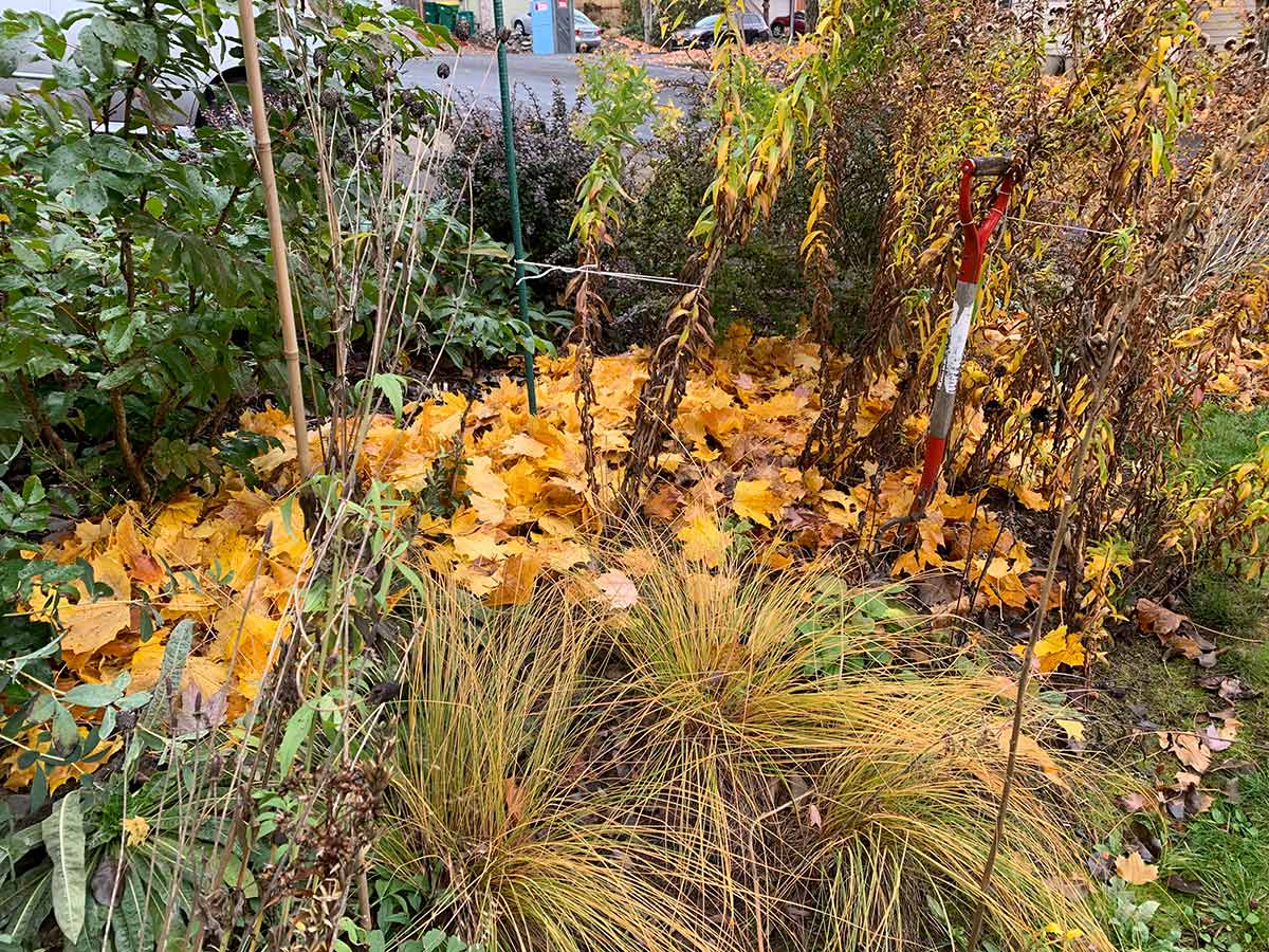 A corner of a yard, showing bright yellow leaves that have been raked off the grass and around the base of small shrubs and perennials.