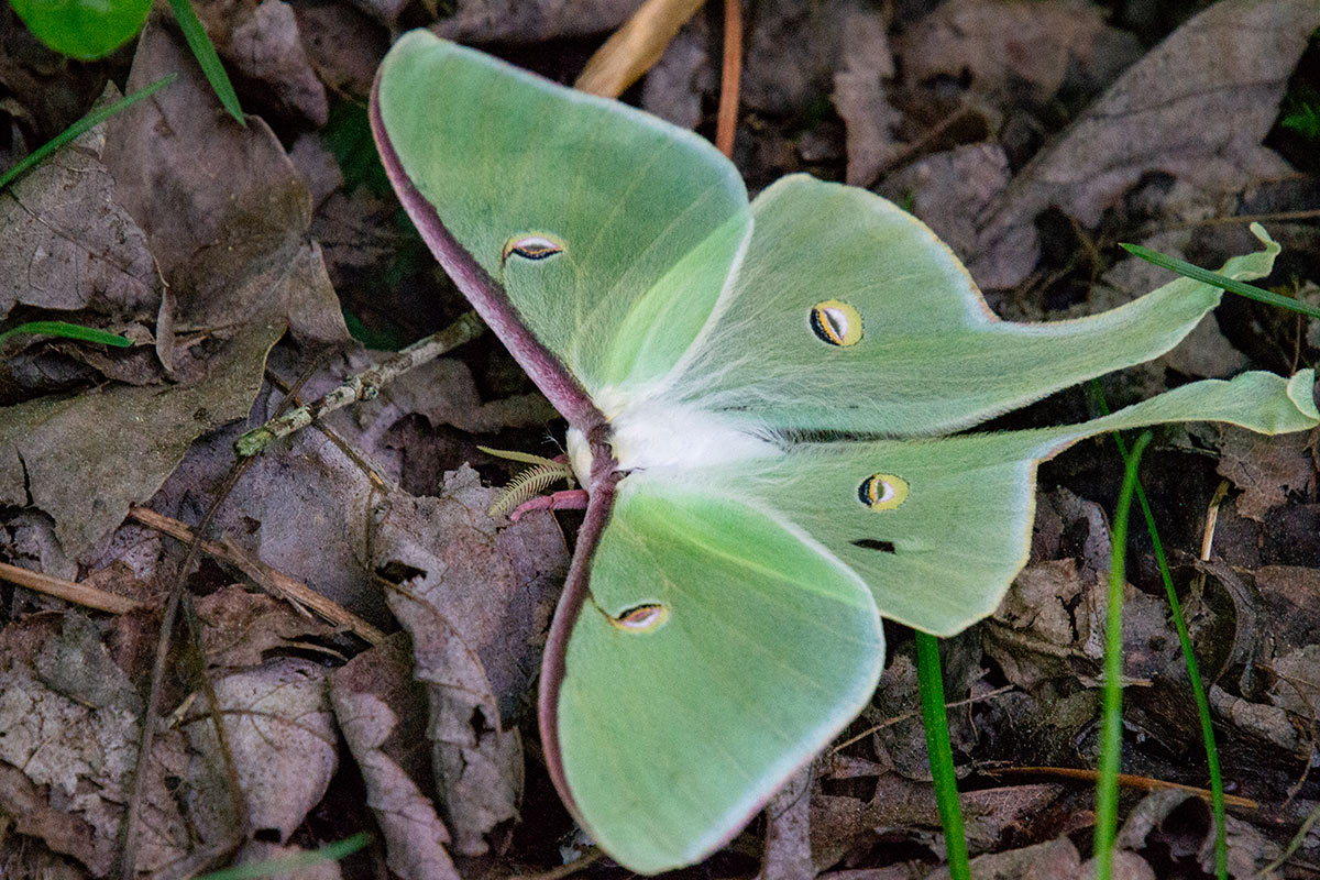 A luna moth resting on the forest floor. It has huge, pale green wings, and bushy yellow antennae. One of its legs peeks out, showing that it is covered in pastel pink fur.