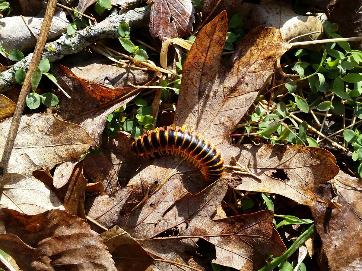 A brightly colored millipede wanders amidst fallen leaves.