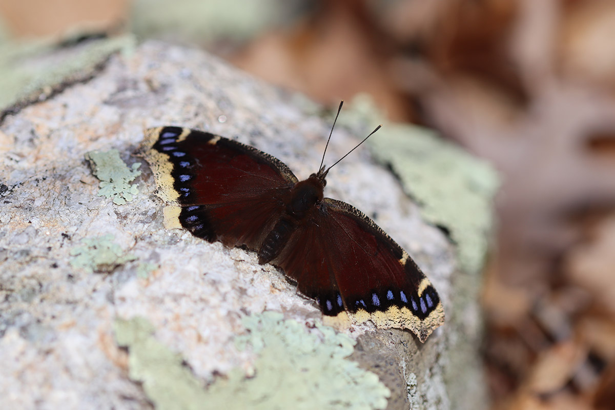 A mourning cloak butterfly resting with its wings spread open atop a piece of bark. It has deep brown wings edged with blue spots and a soft yellow border.