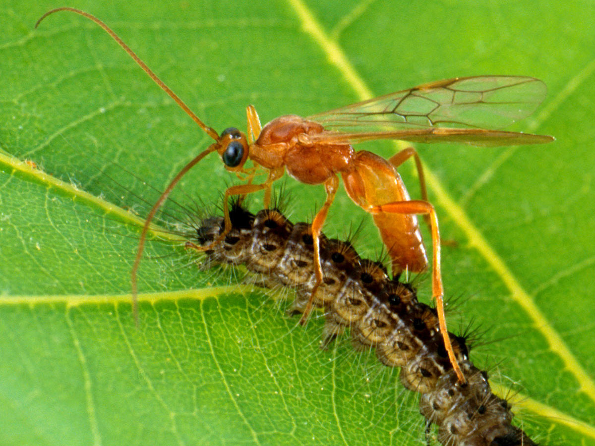 A braconid wasp perched atop a caterpillar, while inserting its ovipositor into its prey.