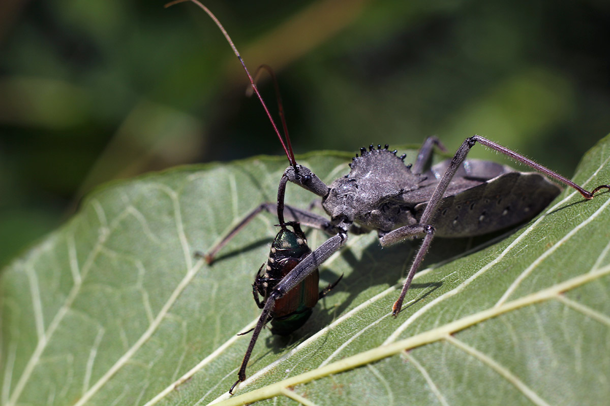 A photo of a large grey wheel bug, named after the cog or wheel-shaped hump on its back, sitting on a leaf and feeding on a beetle, looking as if it was drinking through a long curved straw.