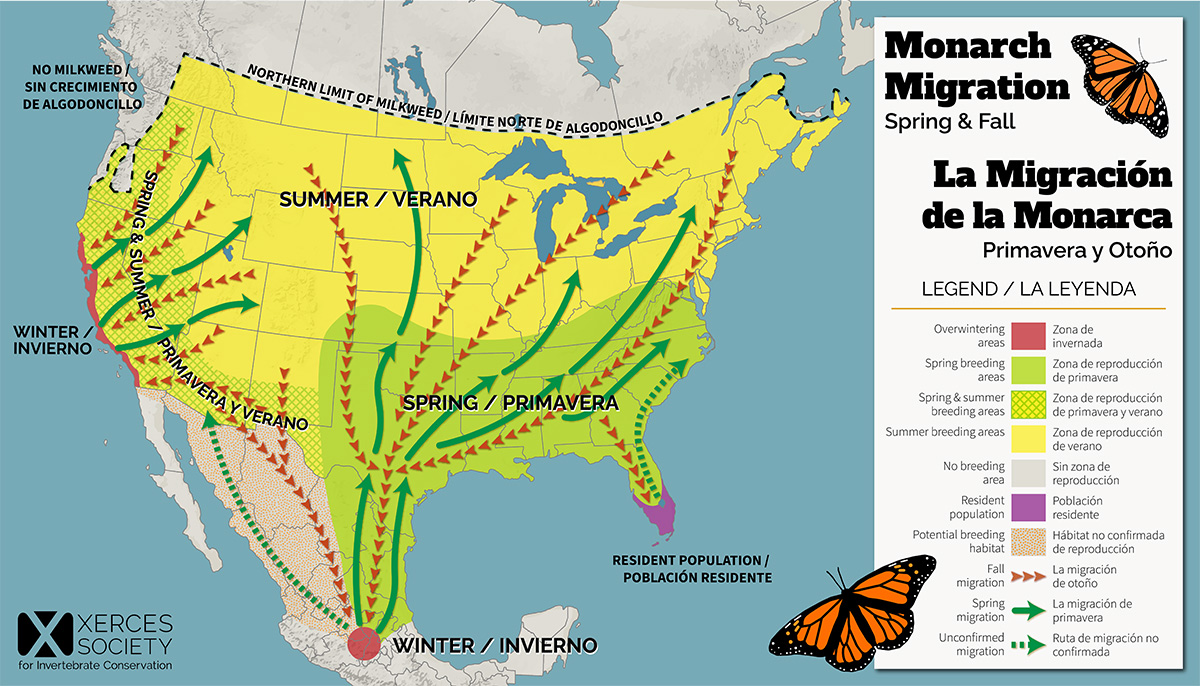 This map shows the migration patterns of the monarch butterfly in North America. The area covered includes Mexico, the lower 48 states of the US, and southern Canada. Overwintering zones occur on the mid and lower west coastline of California and in a concentrated area in central Mexico. Arrows extend away from these areas to show spring migration, mostly east from the California coast and north from Mexico. From Texas east to the east coast and from Kansas south to central Mexico is generally spring breeding habitat. Southern Florida is an exception, where resident, or nonmigratory, populations live all year. Areas in west Texas, southern New Mexico, southern Arizona, Nevada, California, eastern Oregon, and eastern Washington are breeding habitat in both spring and summer. Moving east from there all the way to the east coast and north into Canada as far as Lake Winnipeg, these regions are summer breeding habitat. From these summer breeding regions, arrows extend back toward overwintering zones to indicate fall migration paths, generally moving south and west toward Mexico and California. 