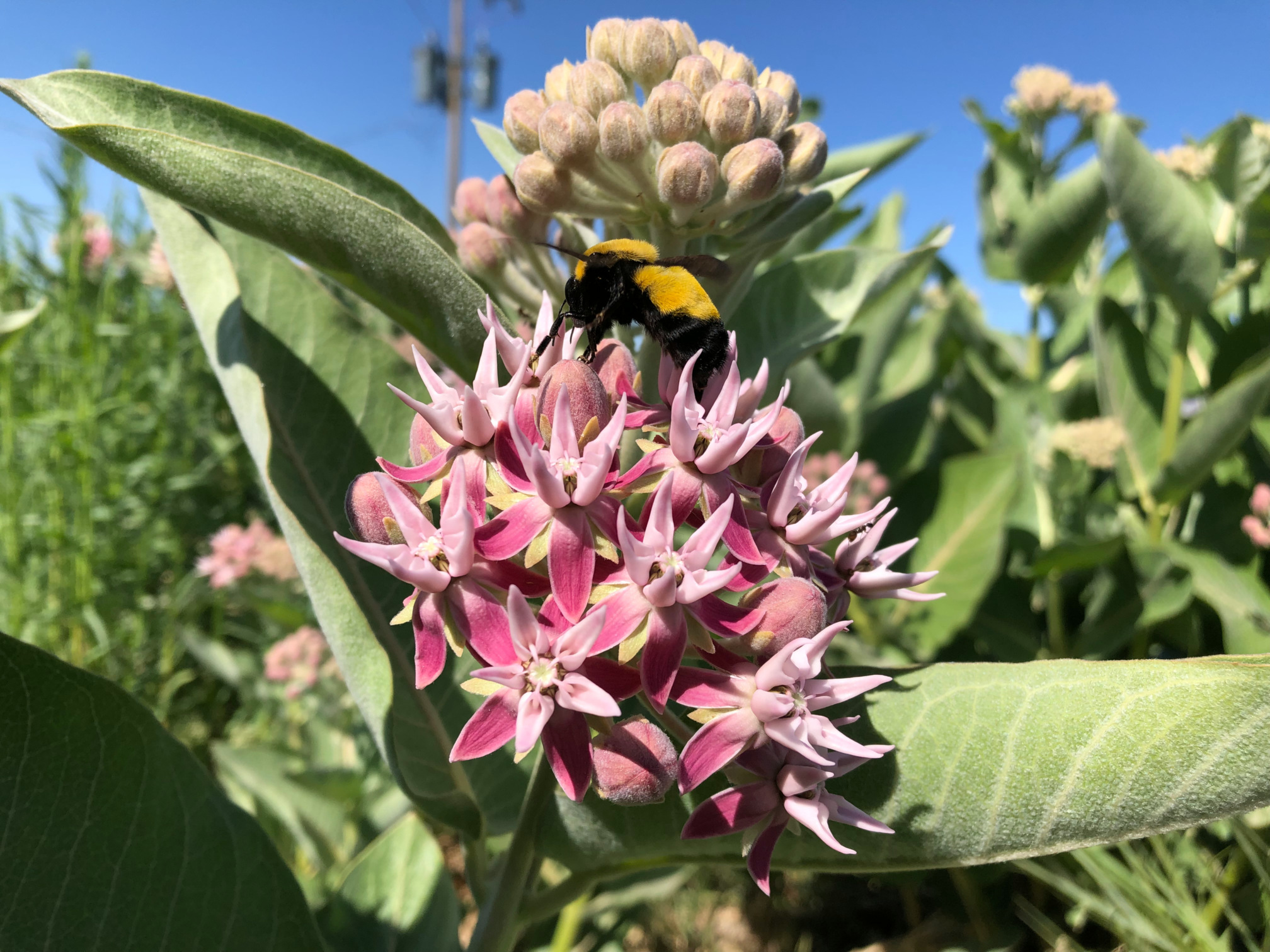 Morrison bumble bee nectars on milkweed
