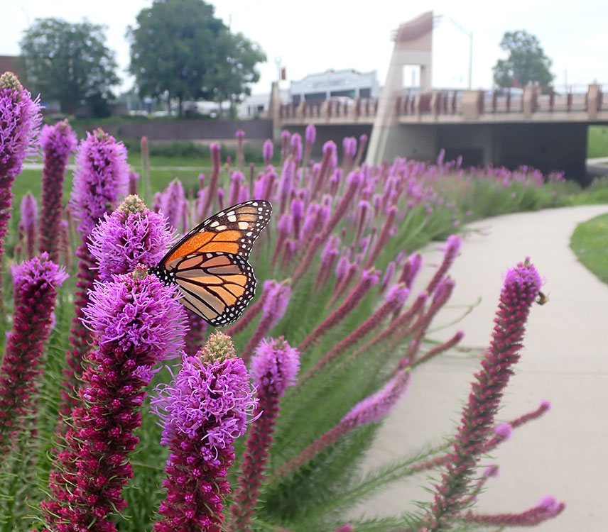 Monarch butterfly foraging from a blazing star flower in a city park