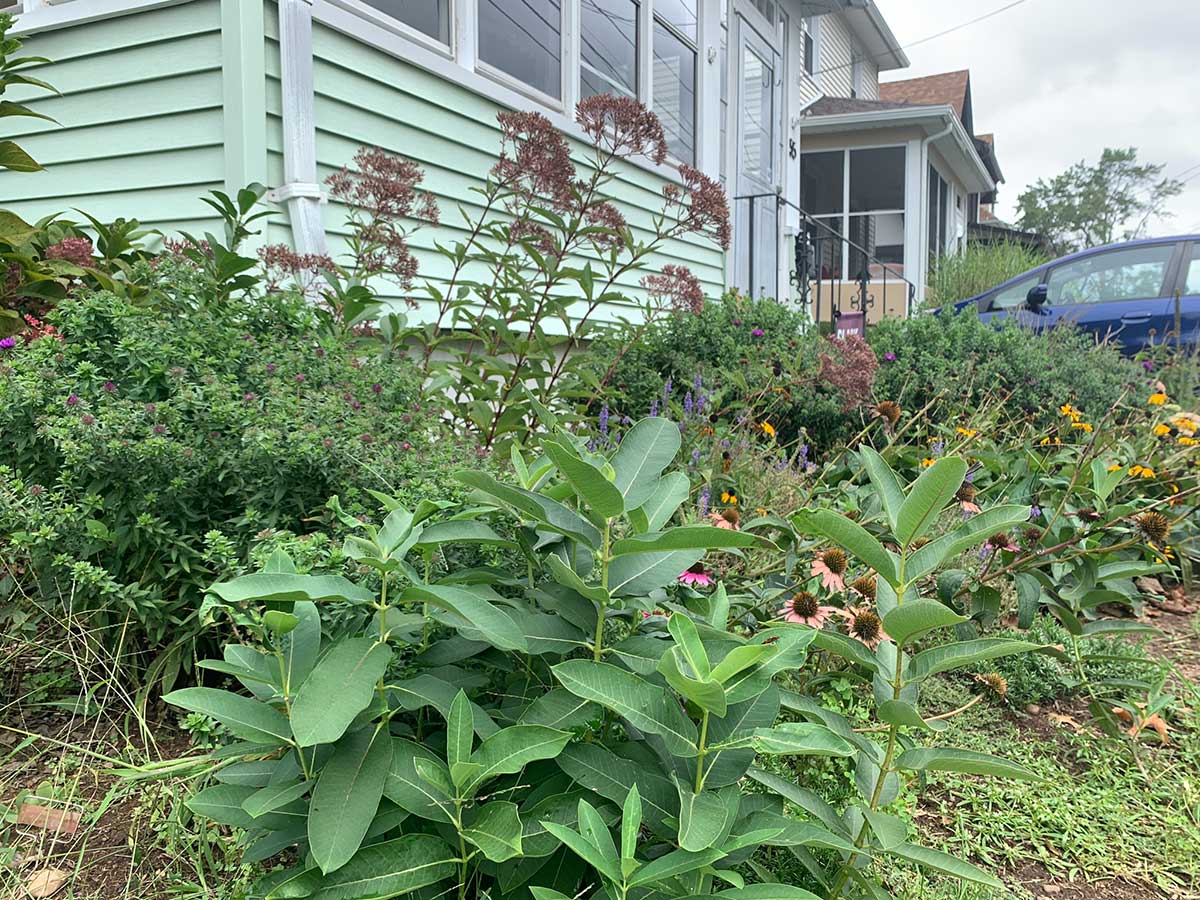 Milkweed planted in a suburban yard.
