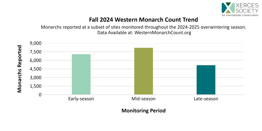A chart showing that the number of monarchs increased slightly from early- to mid-season, and then fell by late-season