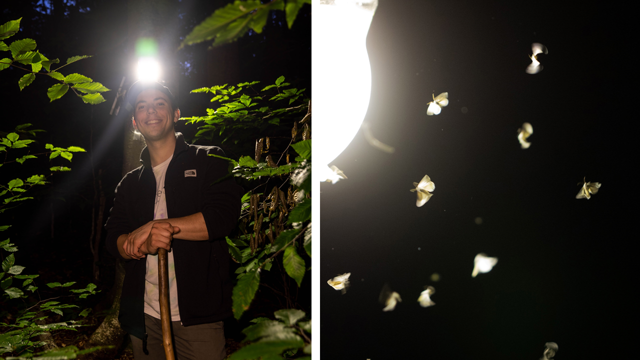 On left, John Dreitsch stands smiling amidst trees at night, his headlamp lighting up the surroundings. On right, several moths flitter near a bright artificial light.