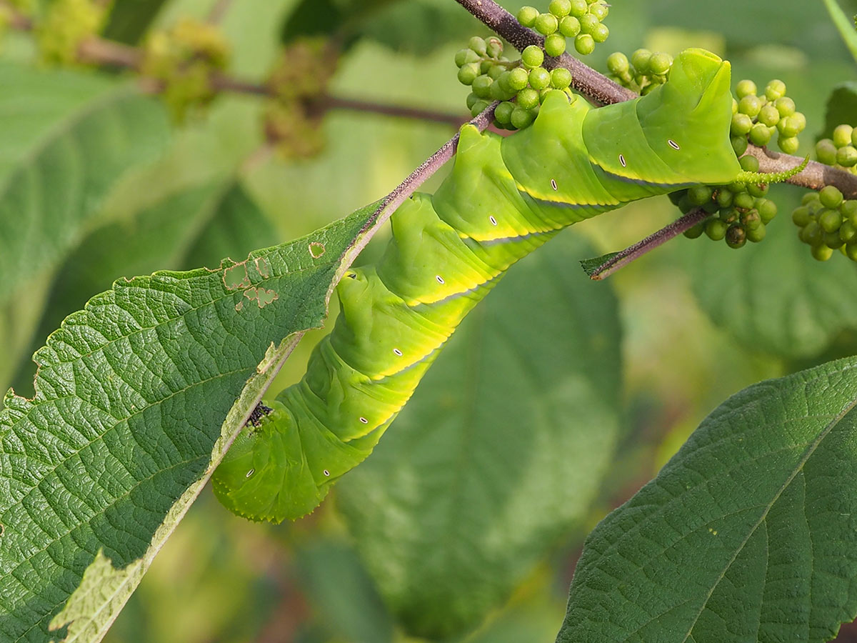 A large green caterpillar happily eating the leaves of plant. 