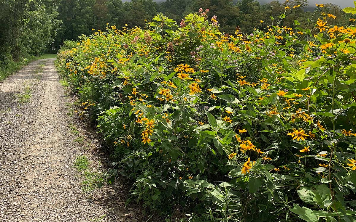 A hedgerow along a gravel driveway, with many yellow flowers.
