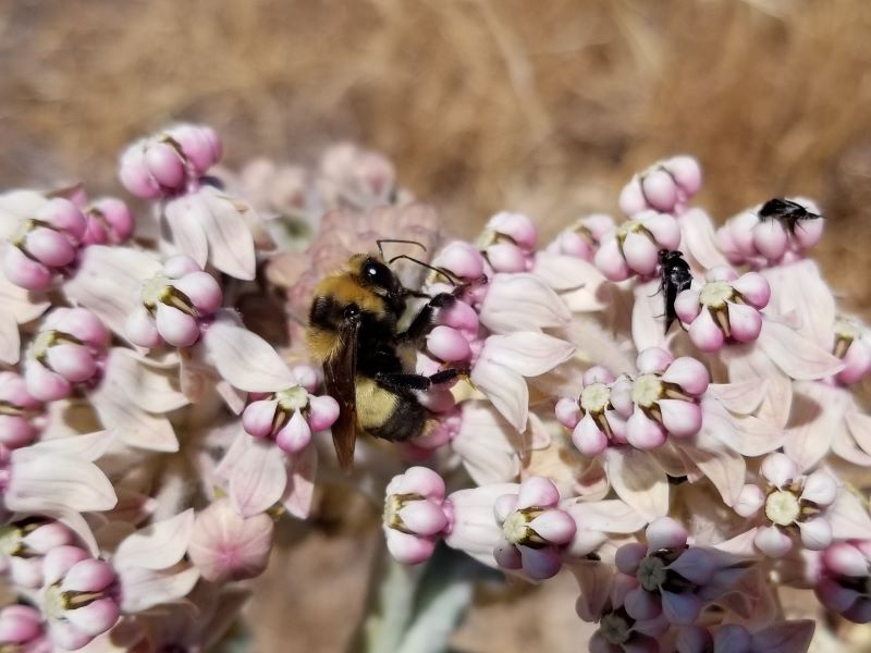 Crotch's bumble bee visiting some flowers