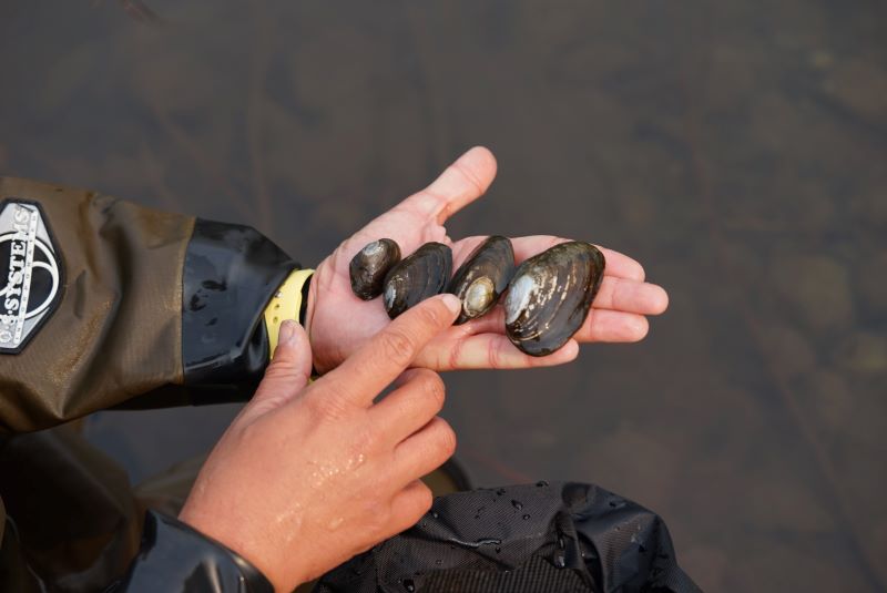 A scientist holding four freshwater mussels