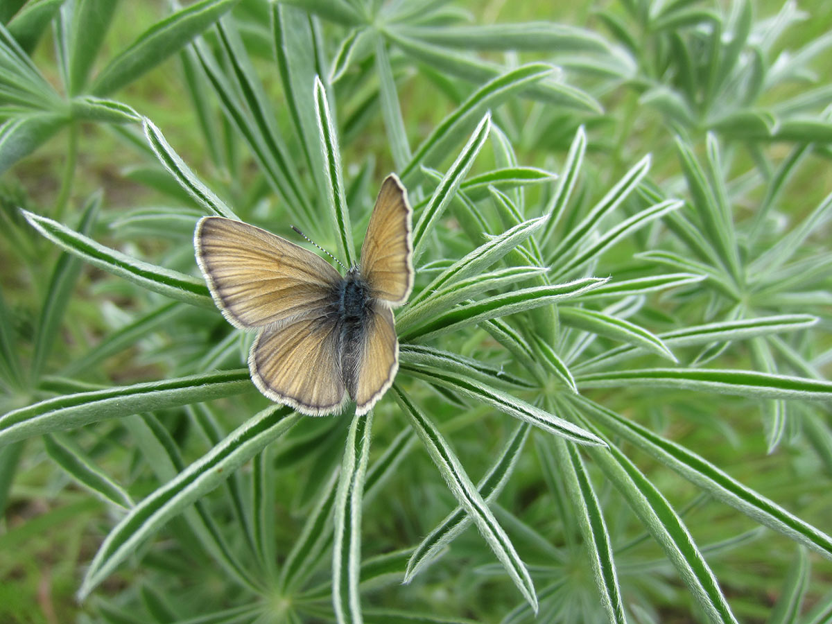 A small butterfly resting atop a plant whose leaves form an asterisk-like cluster. The top of the butterfly’s wings are a faint beige or copper, and trimmed in white.