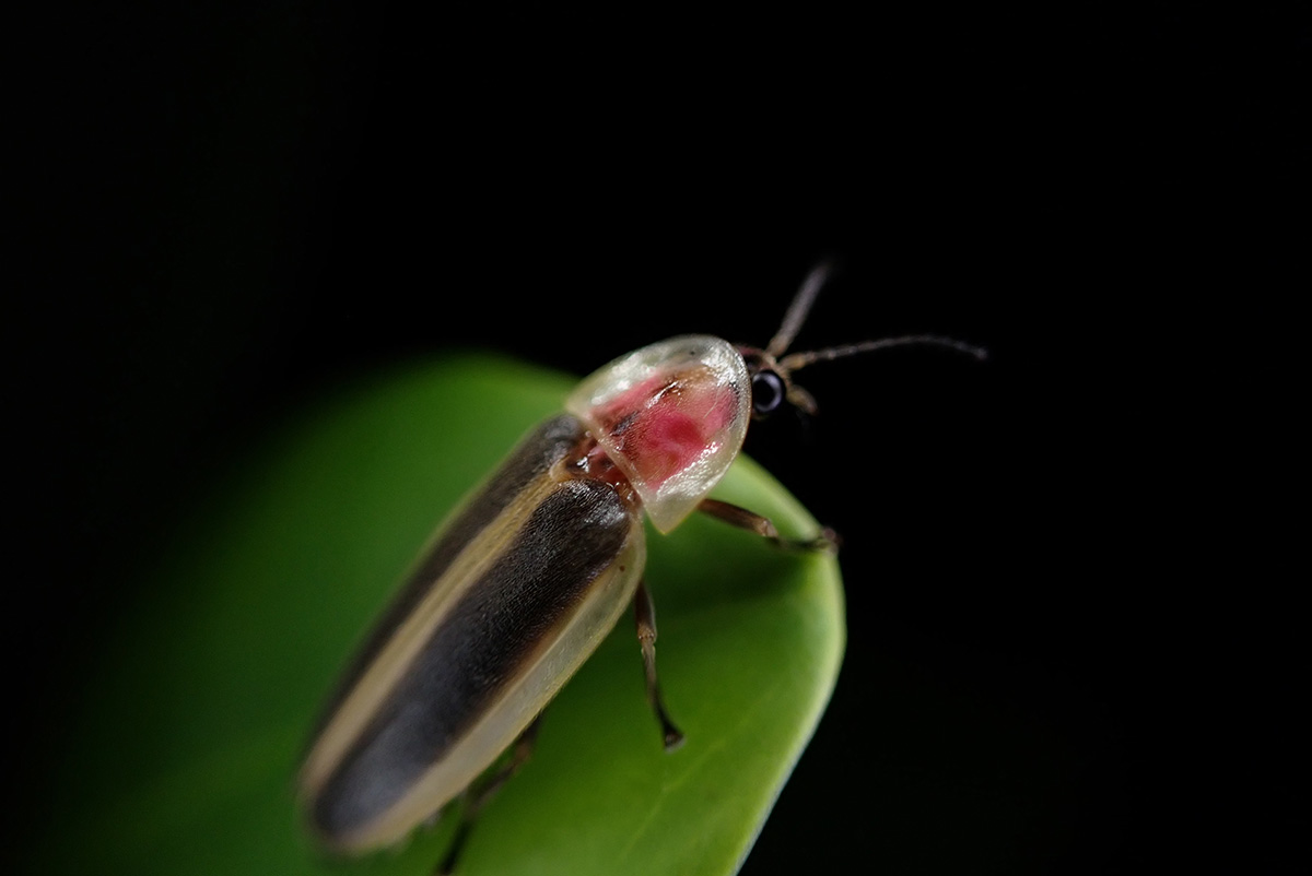 A female Florida intertidal firefly perched on a red mangrove leaf at a nature center in Broward County, Florida.