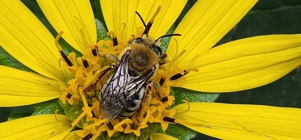 Leaf cutter bee on a flower