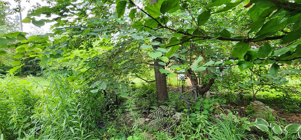 A patch of yard with different trees and plants growing everywhere, with mowed grass along the edges