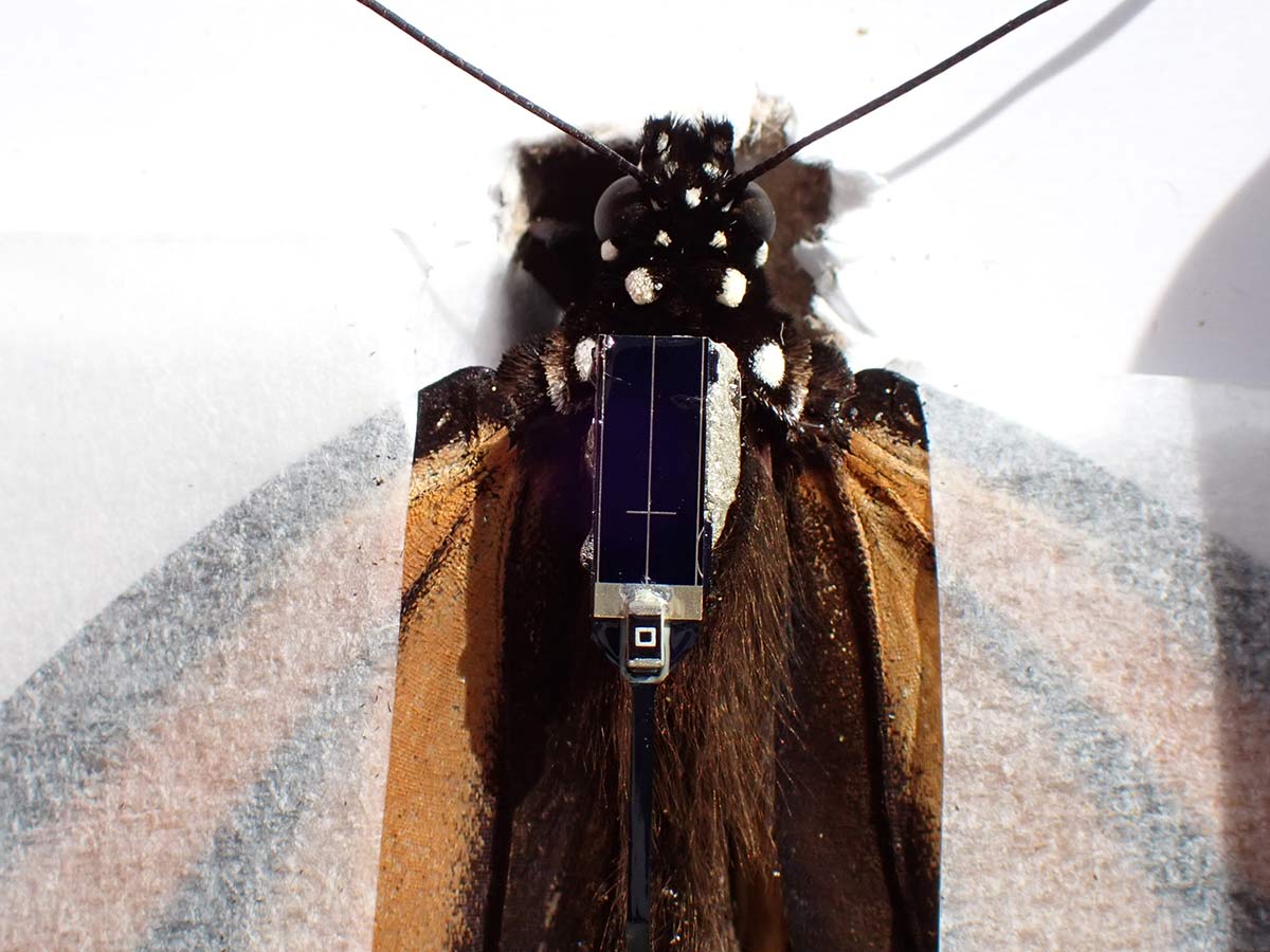 A close up of a monarch butterfly that has just had a radio transmitter attached to it. The monarch is gently held in place with transparent paper, and the tiny solar panel of the transmitter is across the top of its thorax.