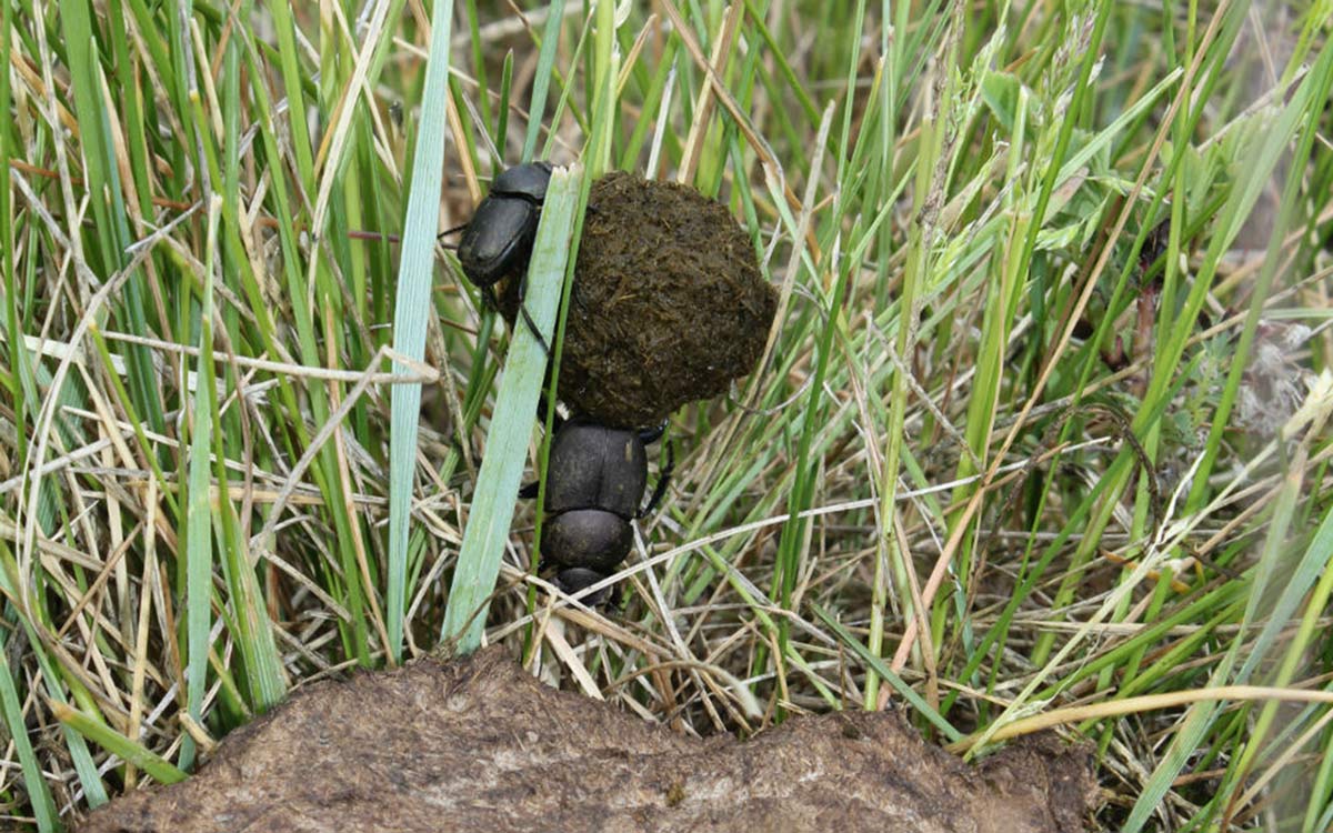 Two dung beetles competing over a dung ball, at the edge of a larger dung pile.