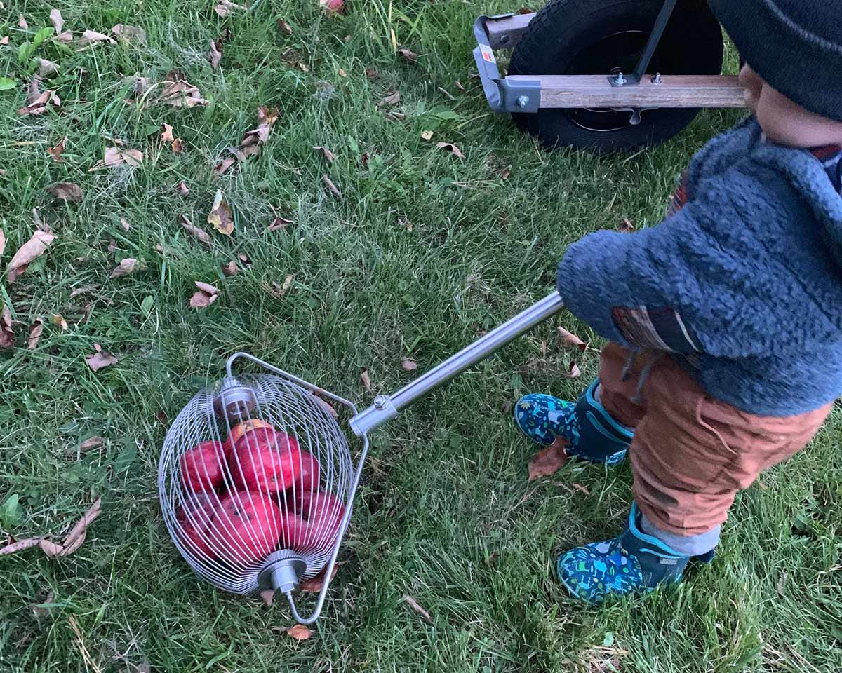 A toddler using a basket on a long handle to collect fallen fruit.
