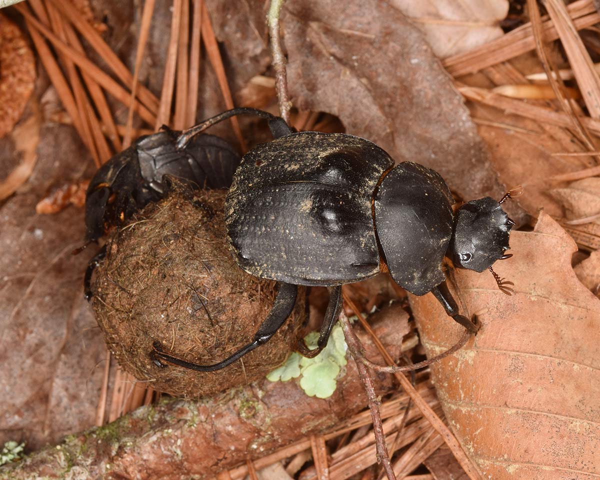 A medium sized black beetle with a domed back and scoop-shaped head, holding onto a dung ball with its back legs.