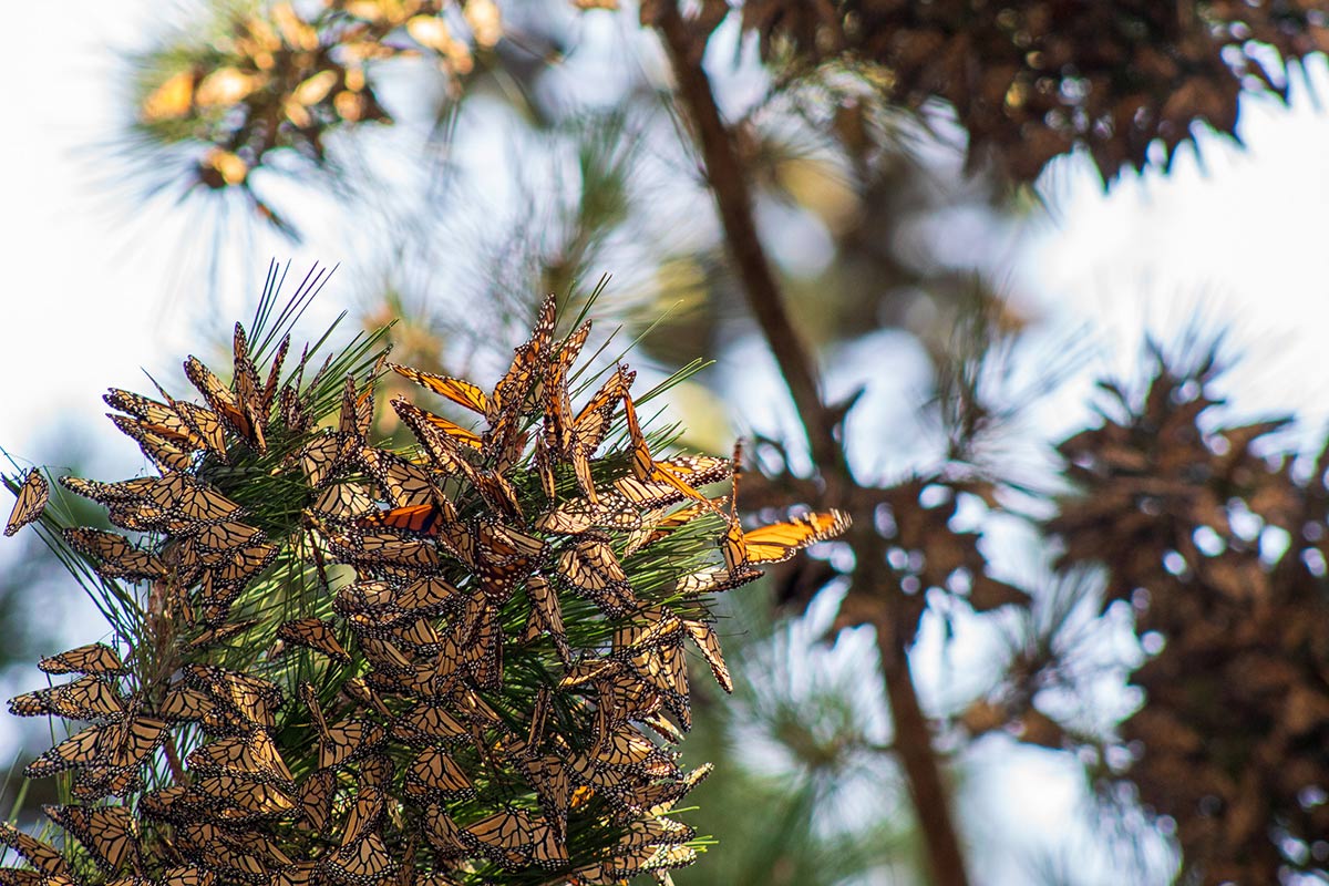Many monarchs clustered together on the branches of an evergreen tree.