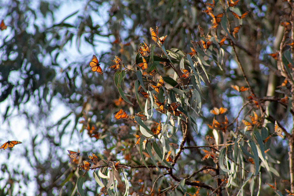 Many monarch butterflies landing on the branches of a tree at an overwintering site.