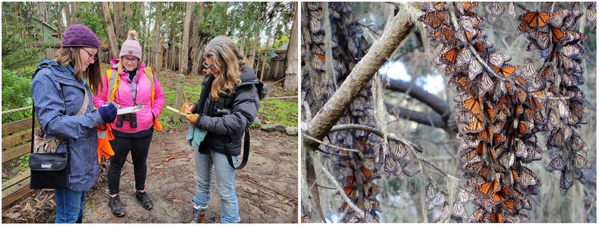 Several community scientists at an overwintering site, noting their observations on clipboards. Many monarch butterflies clustered on a tree branch.