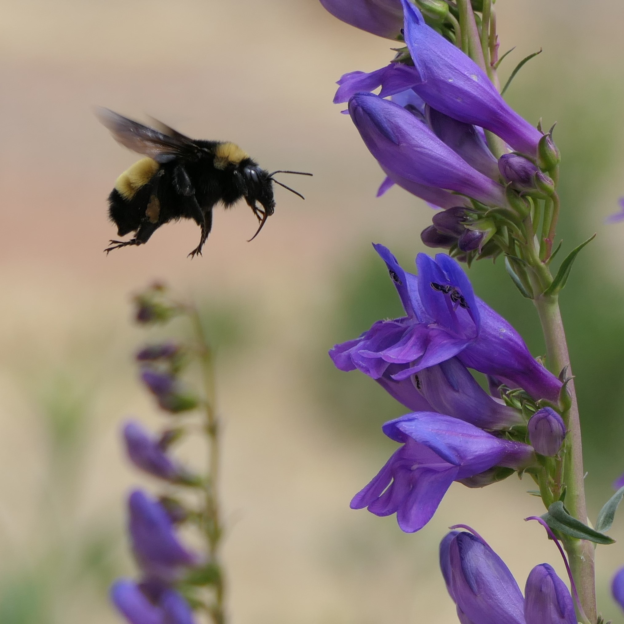 A bumble bee forages on a tall purple flower.