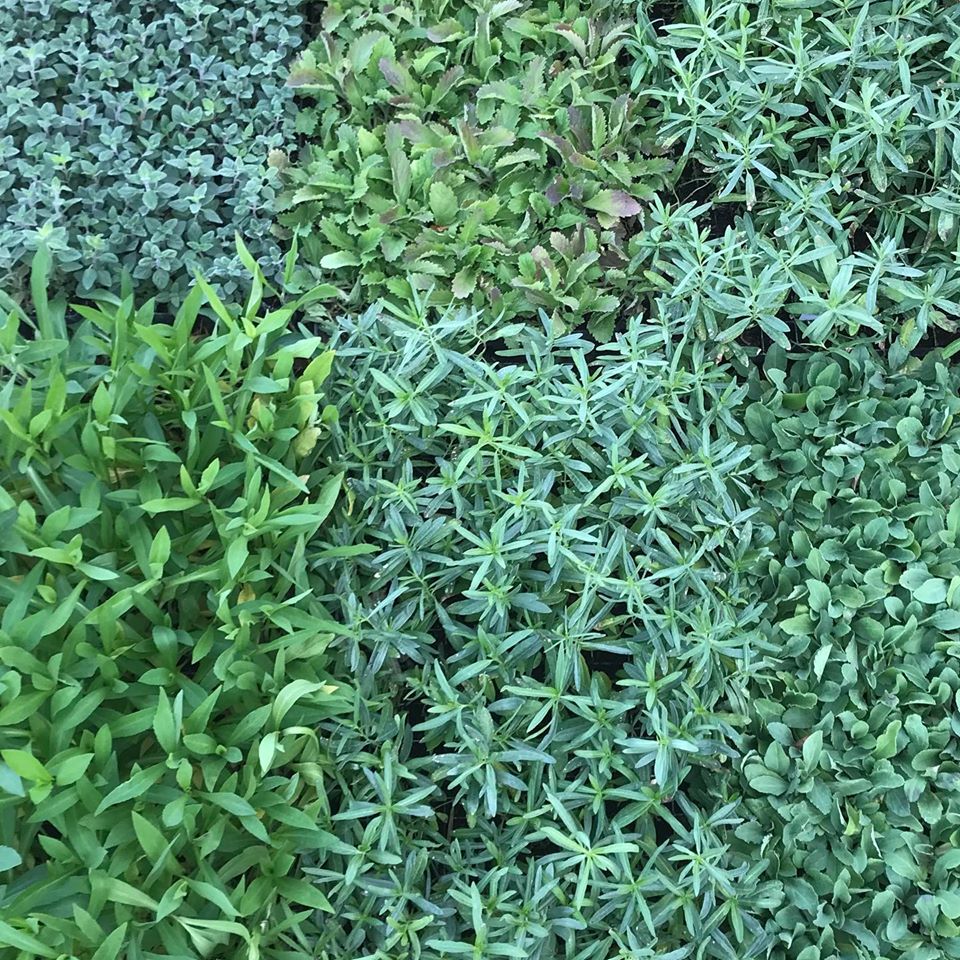 Looking down on closely spaced plant trays shows the different greens and leaf shapes