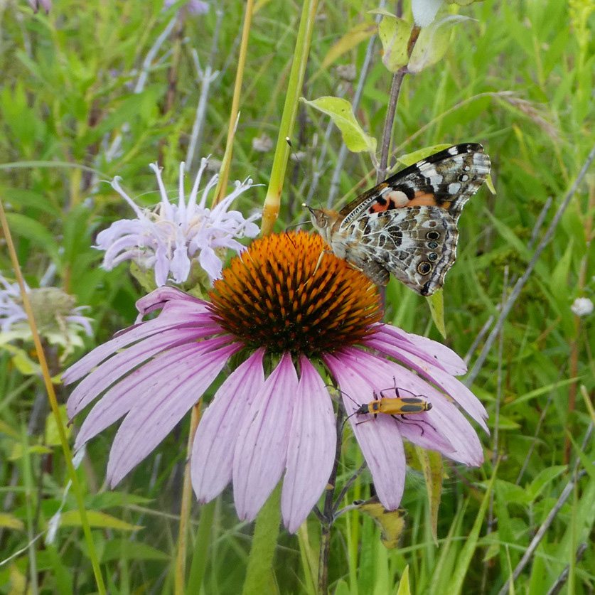 A butterfly with intricate grey and black markings on the underside of it's wings drink nectar from a purple coneflower