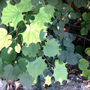 Redbud tree leaves with little circles missing from the edges of the leaves because leafcutter bees have cut off portions of the leaves to make their nests