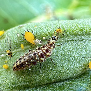 Aphideater insect eating an aphid on a milkweed plant