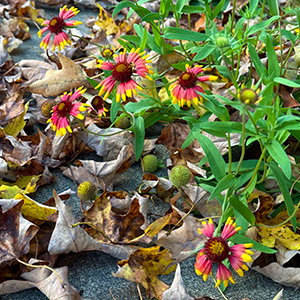 Blanketflower blooming in autumn with fallen leaves all around it