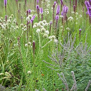 A diverse garden of flowers that grow well in full sun
