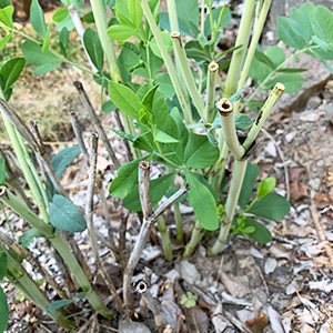 A wild indigo plant with stems cut back at various heights from the ground (some clearly more decomposed than others) exposing the hollow tunnels in each stem of the plant where small bees can make nests