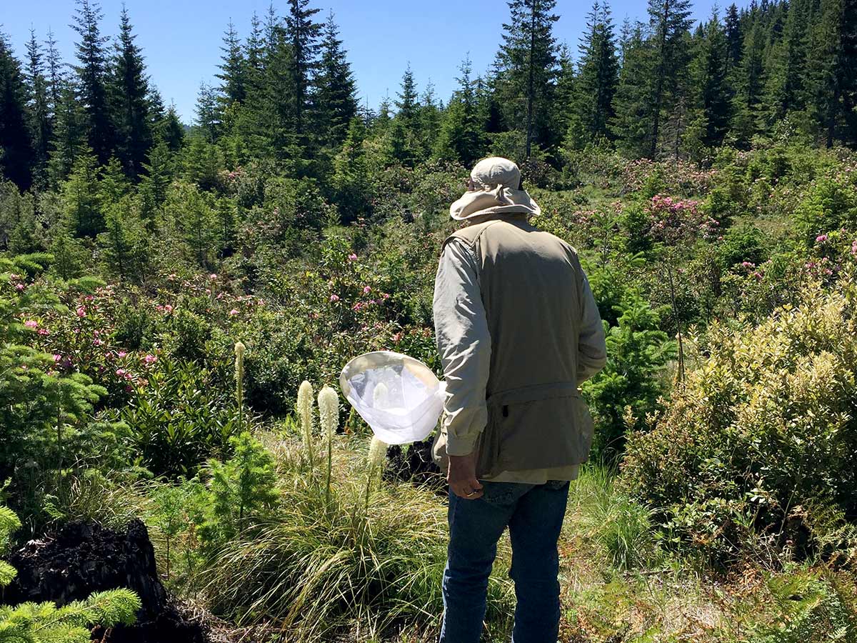 David Kollen walking outdoors with a bumble bee net 