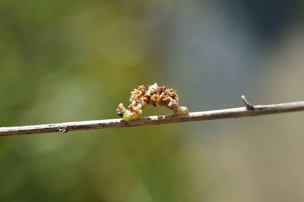 Camouflaged looper hiding itself with petals from mountain mint flowers. (Photo: Kailee Slusser, Xerces Society)