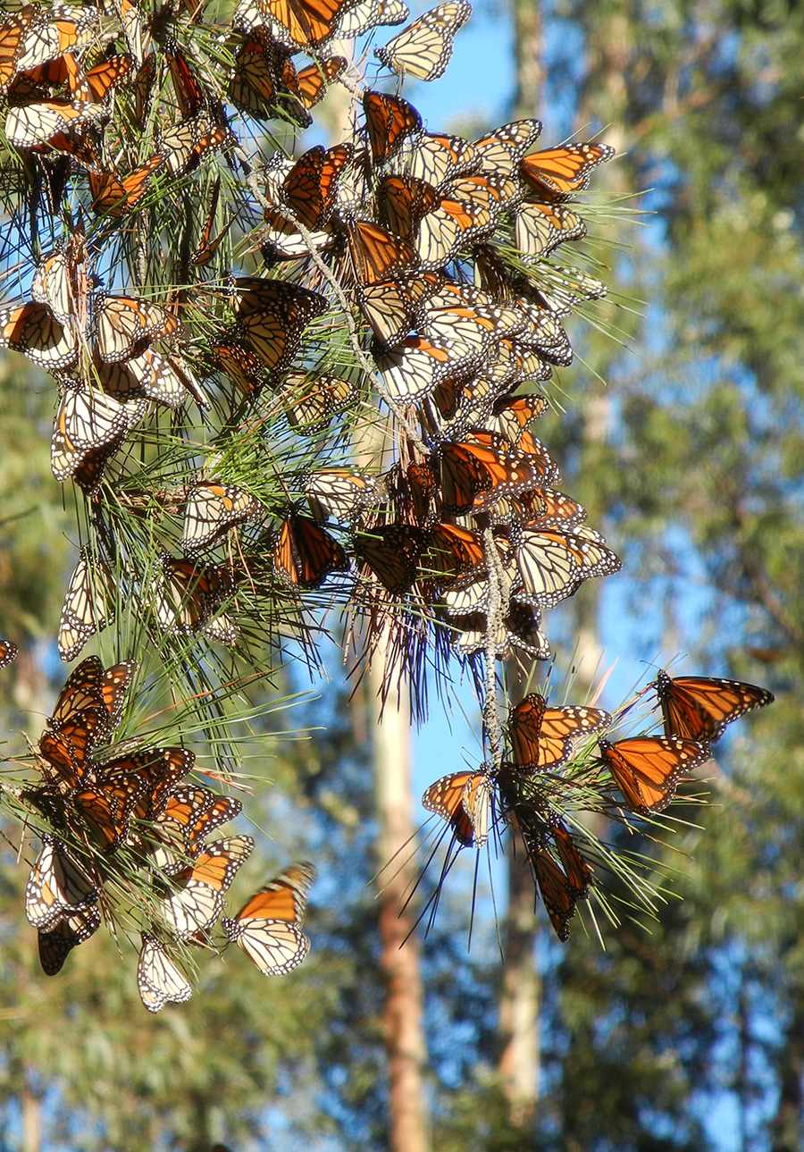 Cluster of western monarchs overwintering in California
