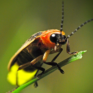 A beetle with red shoulders, a primarily brown body, and a glowing yellow rear perches on a leaf.