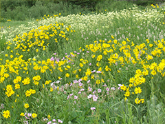 Pollinator Seed Mixes and Suppliers