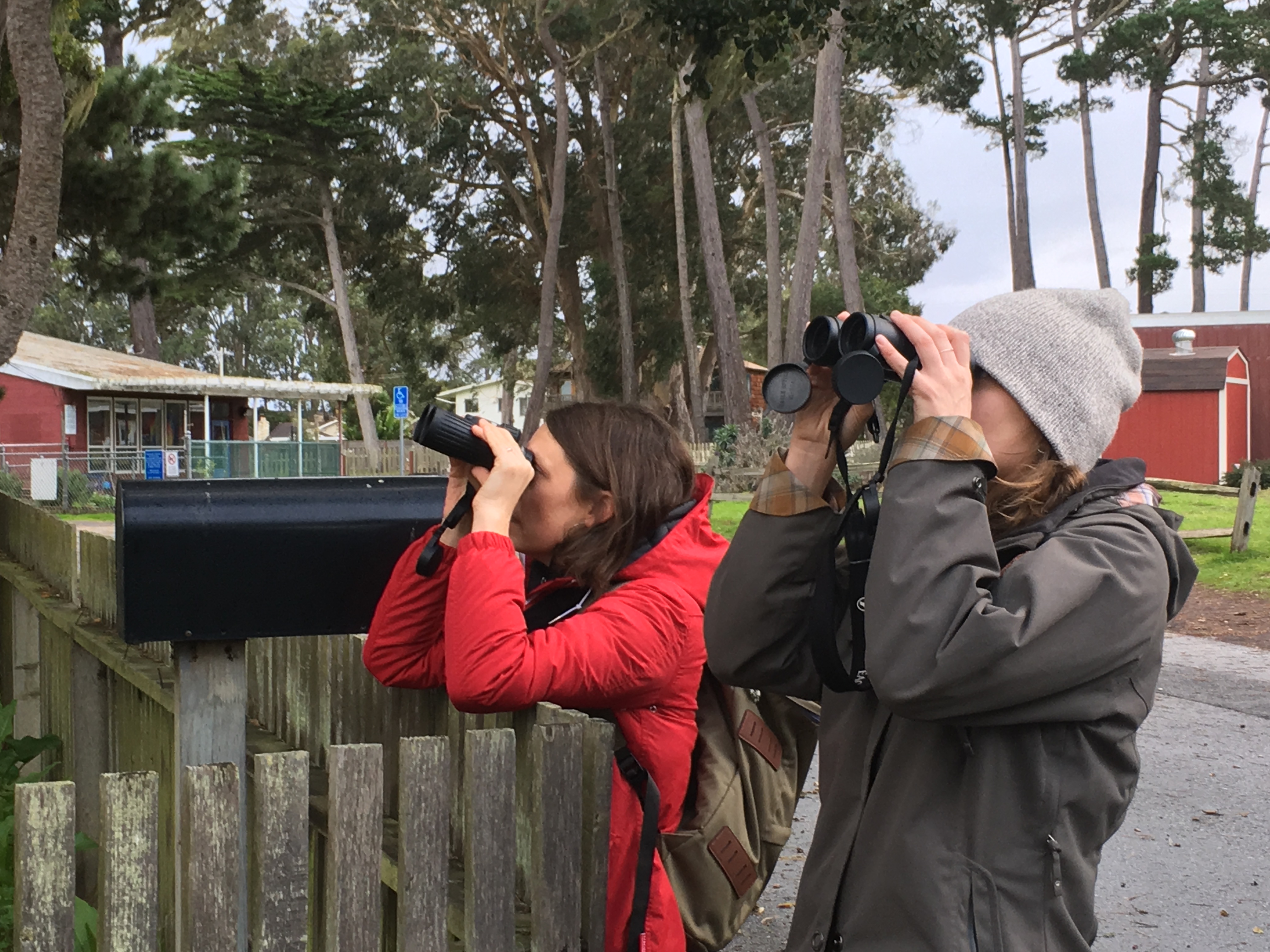 Two women holding binoculars, looking up in some trees. They are in a residential area.