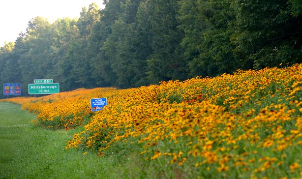 Despite what you might think, plantings of wildflowers along roadsides actually reduce insect/vehicle collisions. By providing the resources pollinators need for miles at a stretch, they can stay far away from the roadside edge and not need to travel very far to find the resources they need. Photo: NCDOT