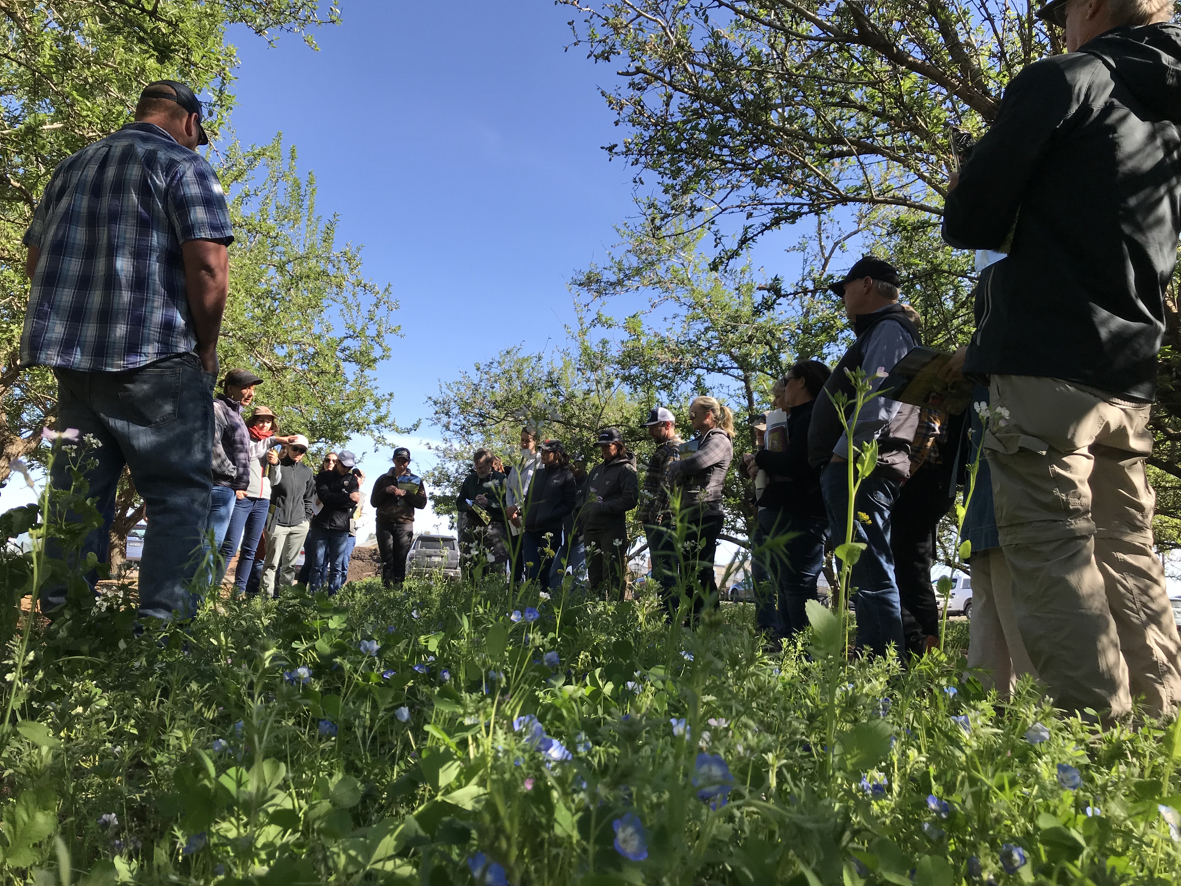 Xerces staff and almond growers standing in an orchard with small blue flowers as cover crops, underfoot.