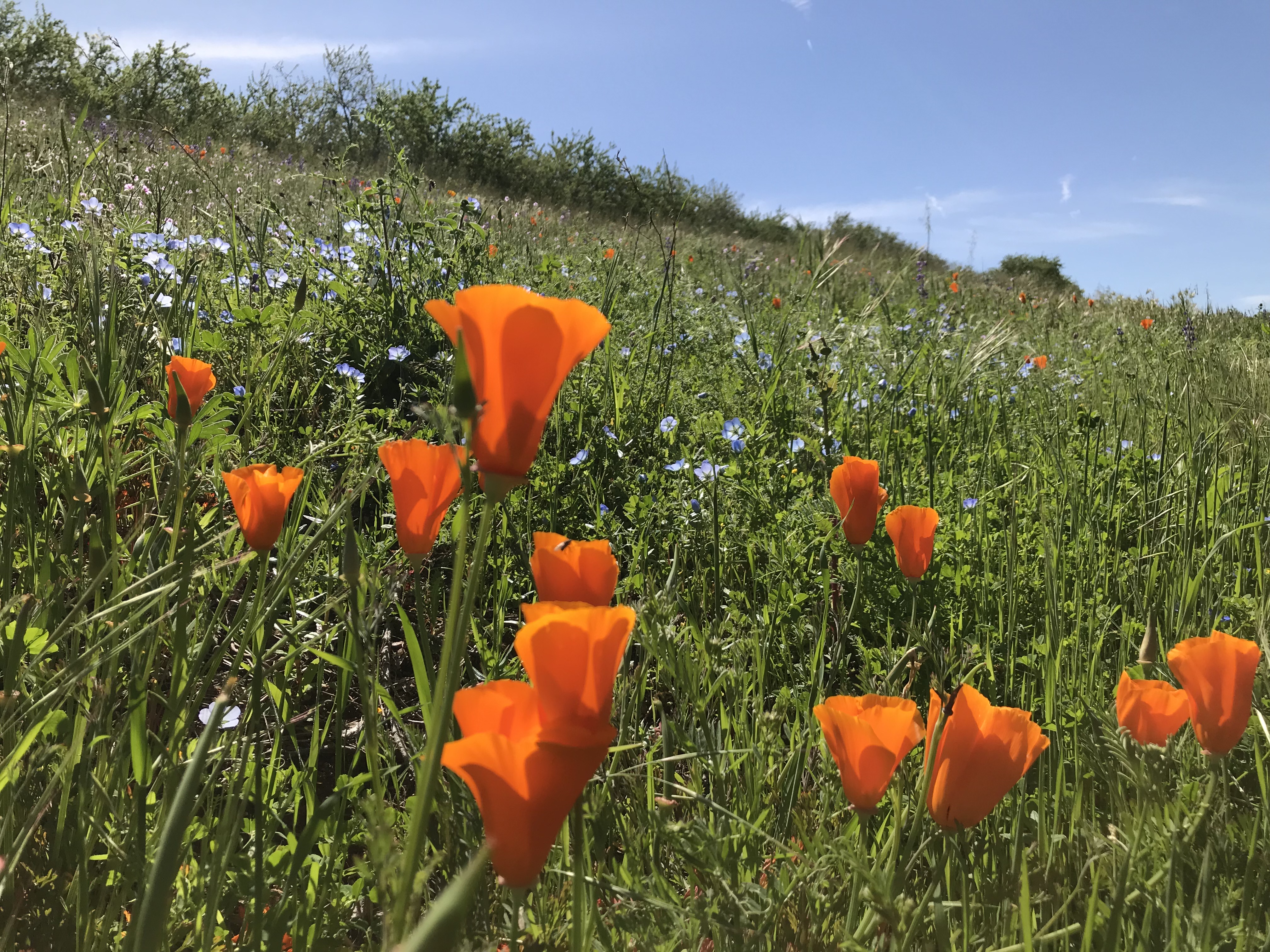 A field of vivid red-orange California poppies and small daisy-like purple flowers..