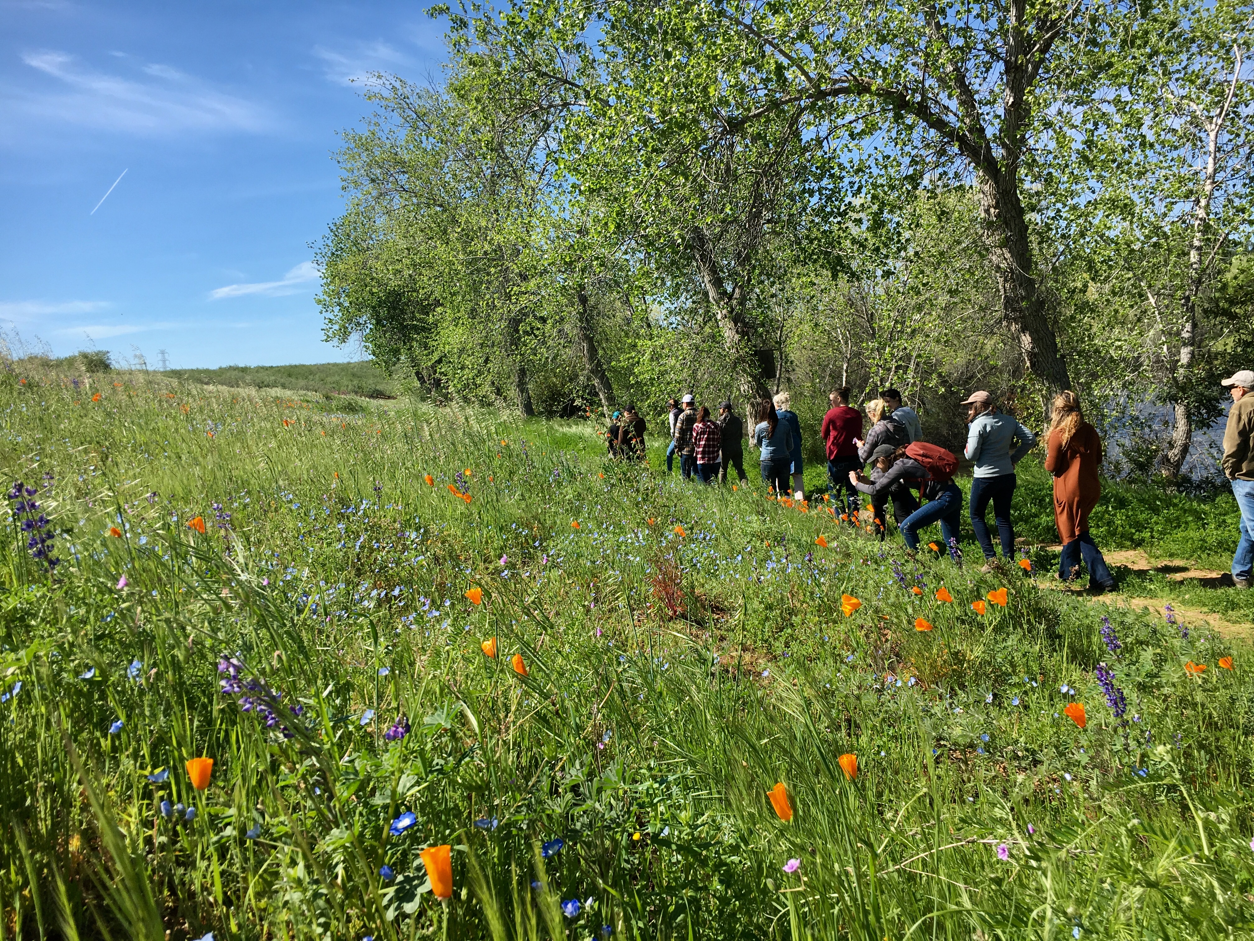 Xerces staff and almond growers walking in a line through pollinator meadow with orange and purple flowers. 