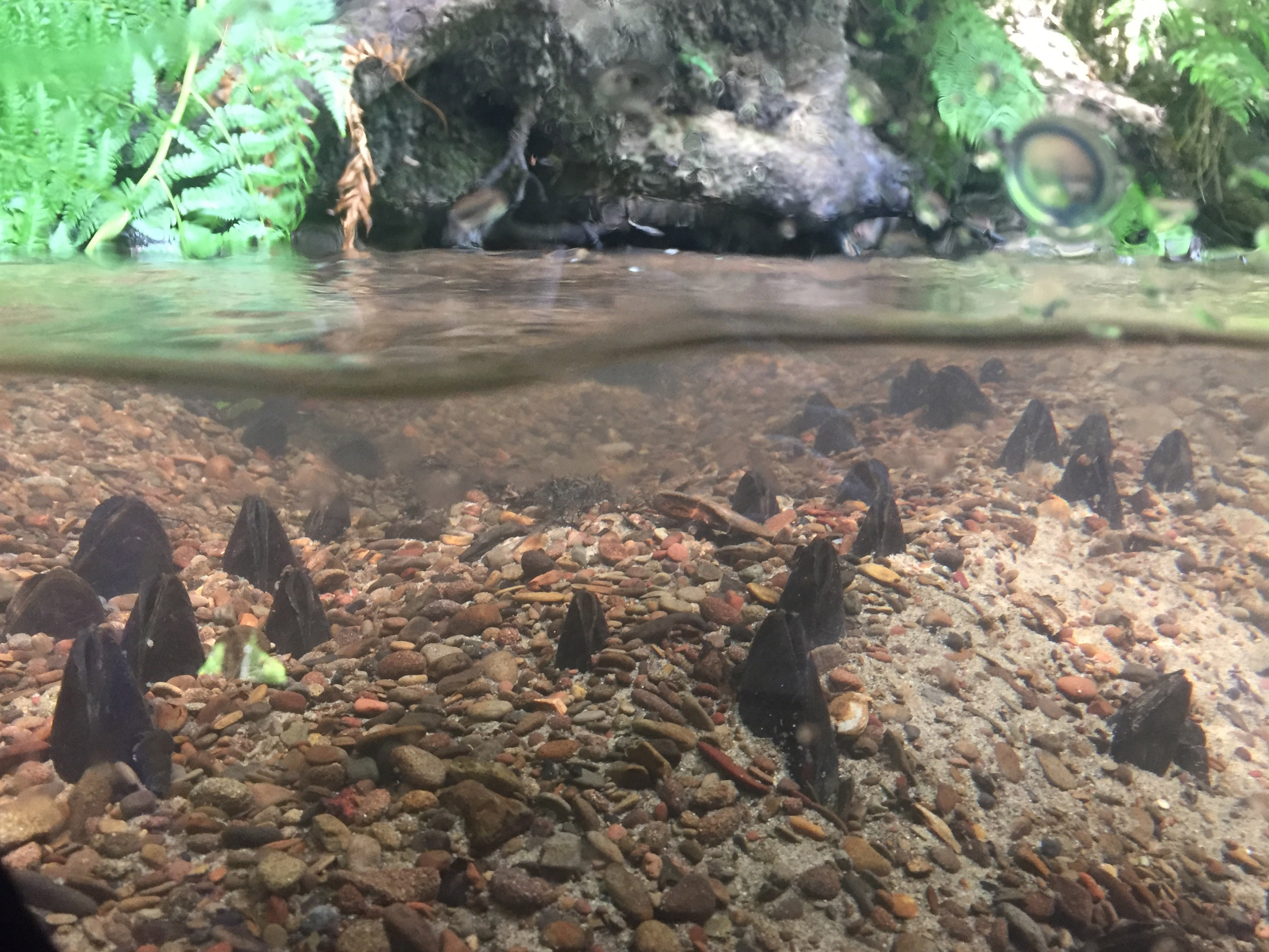 A view into a creek showing freshwater mussels under the water.