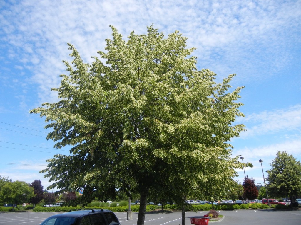 Dead bees in the thousands cover a parking lot, and the linden tree from which they fell is shown.