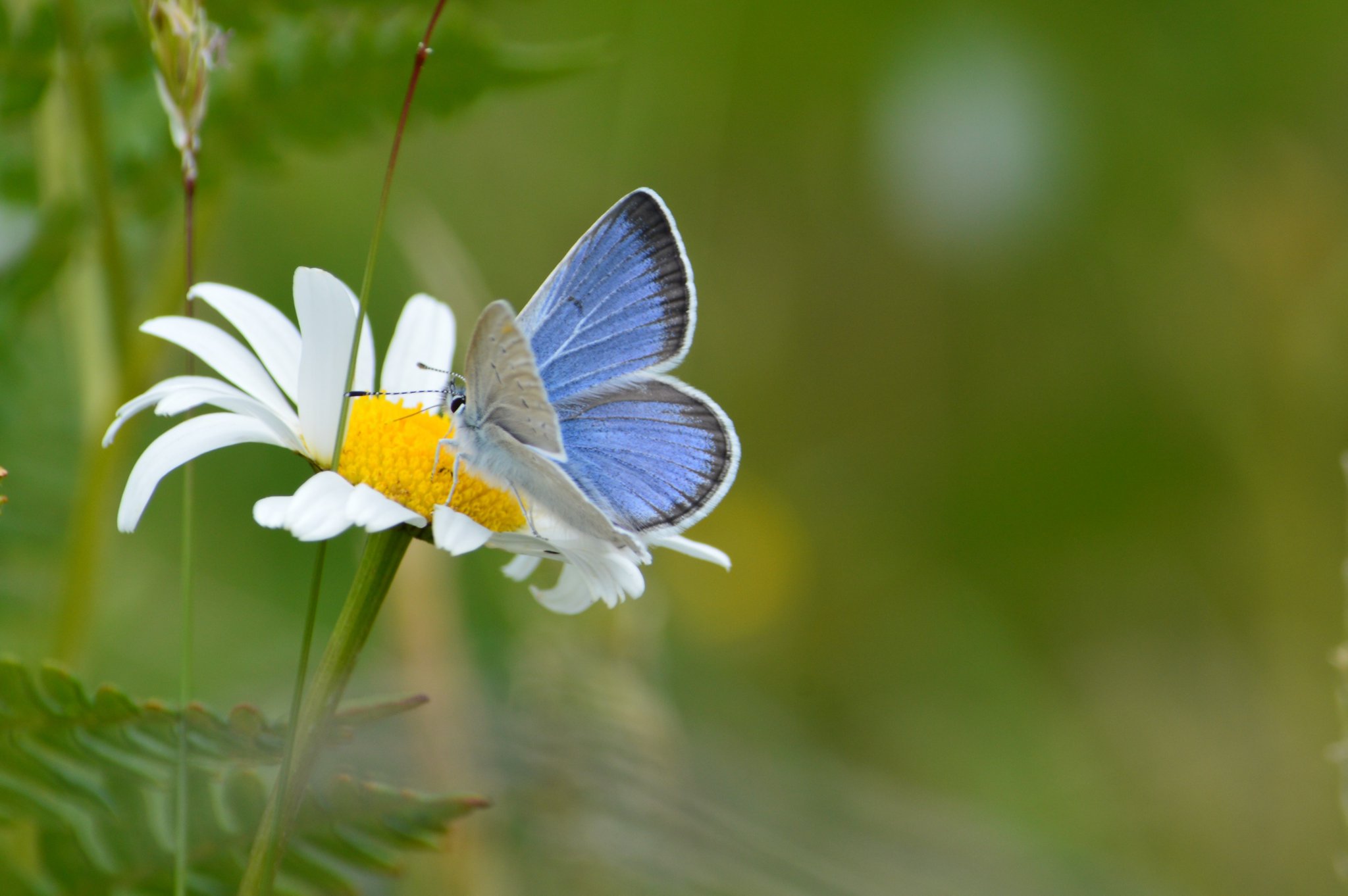 Resting on a single-stemmed white flower with a yellow center, a butterfly shows its wings that are blue and black on top and white-gray on the underside.