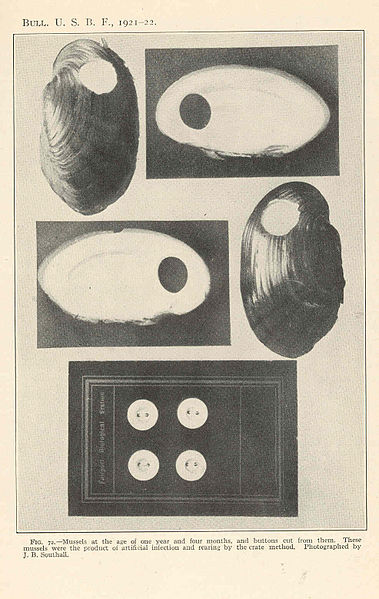 Long before plastics proliferated, freshwater mussels were harvested en masse and used for buttons, decorations on gunstock, and for other commercial purposes.